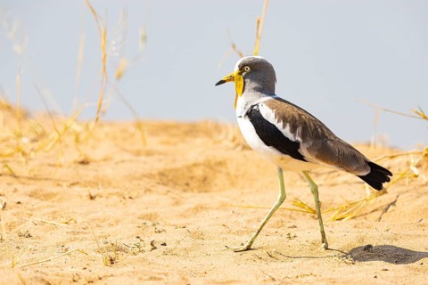 African lapwing (Vanellus senegallus) Zambia