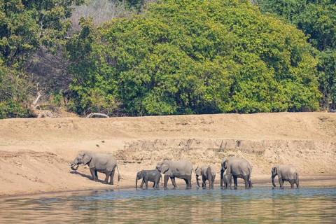Family of the African elephant (Loxodonta africana) crossing the Luangwa River in Zambia