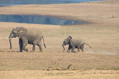 African elephant (Loxodonta africana) family crossing the Luangwa Valley in Zambia