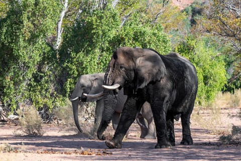 Two African elephants (Loxodonta africana), bull and female, desert elephant, in the riverbed of