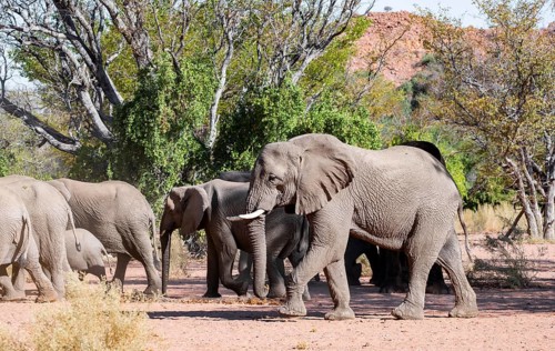 Herd of African elephants (Loxodonta africana), desert elephants, riverbed of the Ugab River,