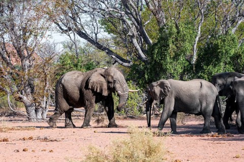 African elephant (Loxodonta africana), adult male and herd, desert elephant, in the riverbed of the