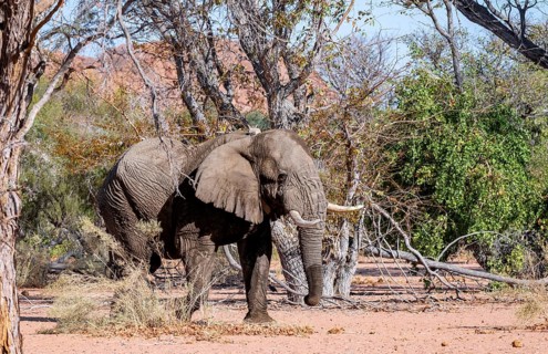 African elephant (Loxodonta africana), adult male, desert elephant, in the riverbed of the Ugab