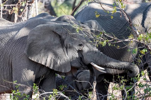 African elephants (Loxodonta africana) eating leaves on a tree, desert elephants, riverbed of the