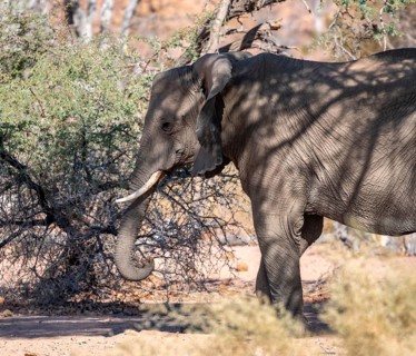 African elephant (Loxodonta africana), desert elephant, riverbed of the Ugab River, Damaraland,