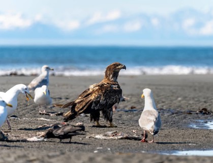 Bald eagle (Haliaeetus leucocephalus) juvenile on the beach, Anchor Point, behind white peaks of