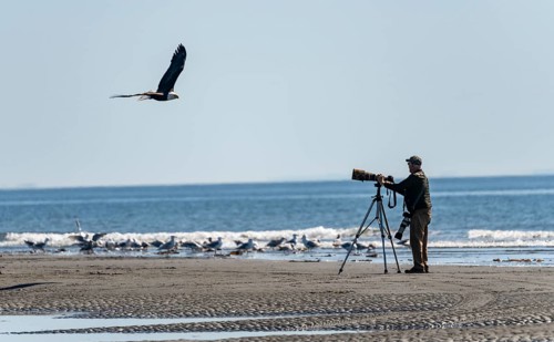 Nature photographer with tripod taking a picture of a bald eagle (Haliaeetus leucocephalus) in