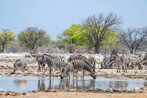 Herd of plains zebra (Equus quagga) at a waterhole, Etosha National Park, Namibia