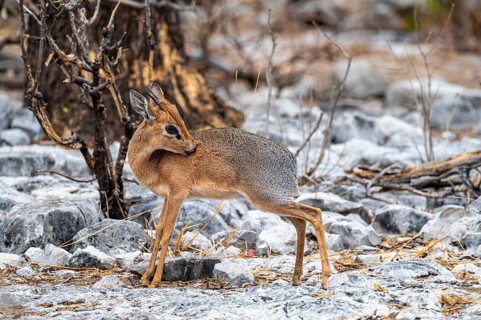 Damara dik-dik or kirk dik-dik (Madoqua kirkii), adult animal in the undergrowth, Etosha National