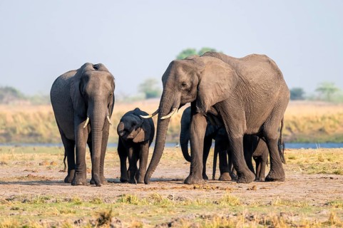 Herd of African elephants (Loxodonta africana), Ihaha, Chobe National Park, Botswana