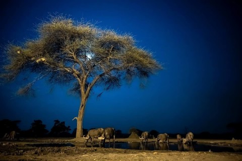 Waterhole at night, African elephants drinking, night view, Kasane, Botswana