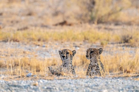Two cheetahs (Acinonyx jubatus) in dry savannah, Etosha National Park, Namibia