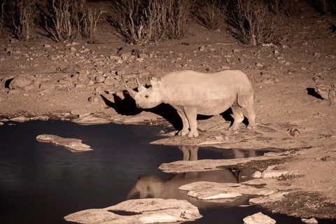 Night shot, black rhino (Diceros bicornis), Okaukuejo waterhole, Etosha National Park, Namibia