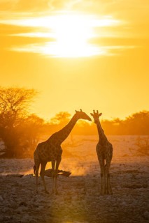 Angola giraffe (Giraffa giraffa angolensis), two giraffes in the backlight at sunset, atmospheric