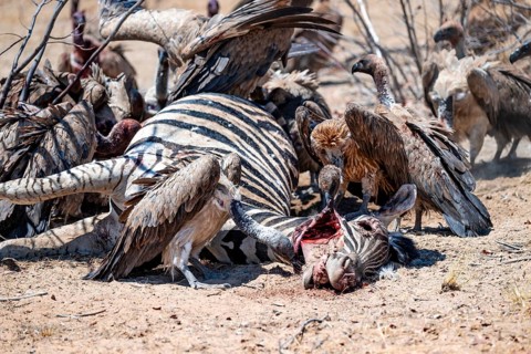 Many white-backed vultures (Gyps africanus), vultures feeding on carcasses, Etosha National Park,