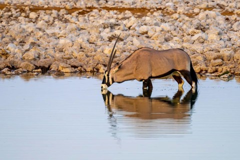 Oryx gazella, oryx standing in the water, Moringa waterhole, Etosha National Park, Namibia