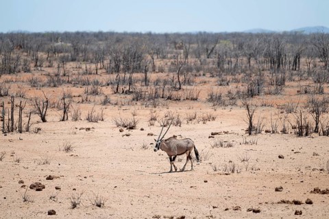 Roebuck (Oryx gazella), Etosha National Park, Namibia