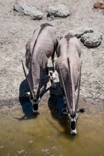 View from the top, Two gemsbok (Oryx gazella), Oryx drinking, Etosha National Park, Namibia