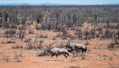 Two gemsbok (Oryx gazella) running, Etosha National Park, Namibia