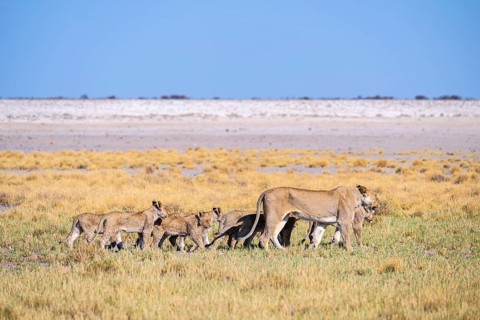 Lioness (Panthera leo) with cubs, Etosha National Park, Namibia