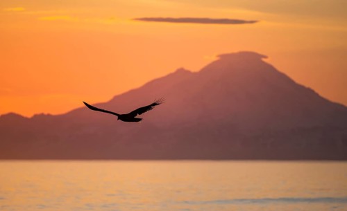 Bald eagle (Haliaeetus leucocephalus) flying in front of mountain silhouettes of the Aleutian chain