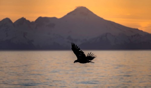 Bald eagle (Haliaeetus leucocephalus) flying in front of mountain silhouettes of the Aleutian chain