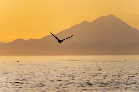 Bald eagle (Haliaeetus leucocephalus) flying in front of mountain silhouettes of the Aleutian chain