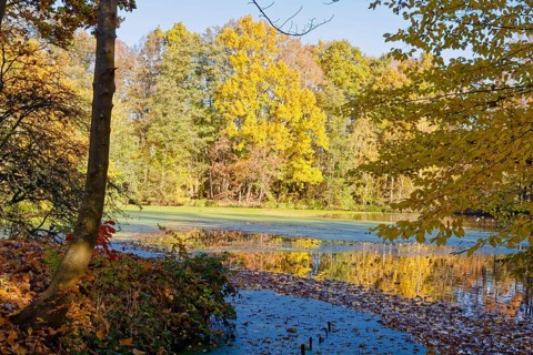 Autumn colors on Sandbrack, a lake in the Kirchwerder district of Hamburg. Fünfhausen, Kirchwerder,