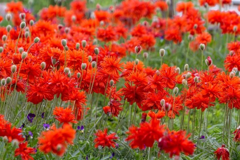 Red poppies bloom close together on a green meadow in nature, Rhineland-Palatinate, Germany