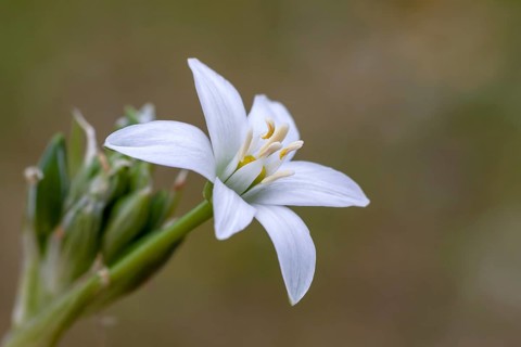 Umbellate Milk Star (Ornithogalum umbellatum), Palatinate, Rhineland-Palatinate, Germany