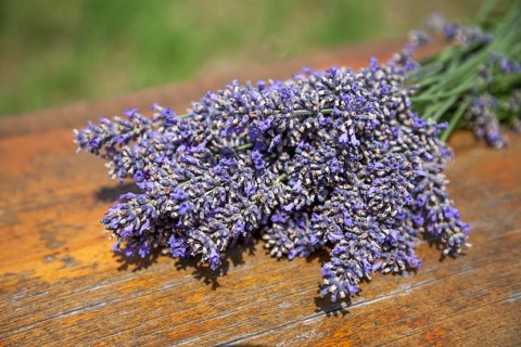 A bundle of purple lavender is lying on a rustic wooden table outdoors, Rhineland-Palatinate,