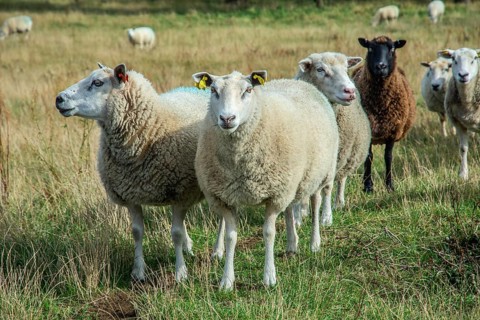 Sheep on a pasture in Kåseberga, Ystad Municipality, Skåne County, Sweden, Scandinavia