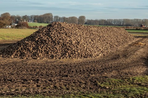 Pile of harvested sugar beets waiting for transport to sugar factory. Ystad Municipality, Skåne