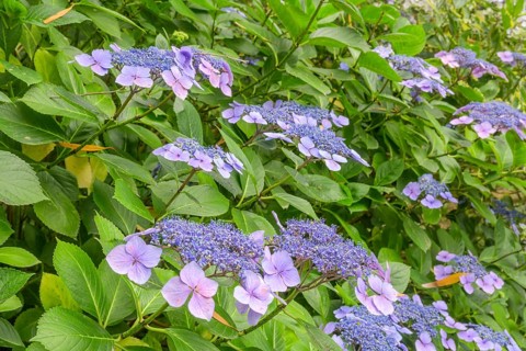 Flower of the Hydrangea serrata, Jardin botanique de Vauville, Beaumont-Hague, La Hague,
