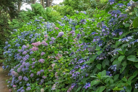Blooming hydrangeas, Jardin botanique de Vauville, Beaumont-Hague, La Hague, Manche department,