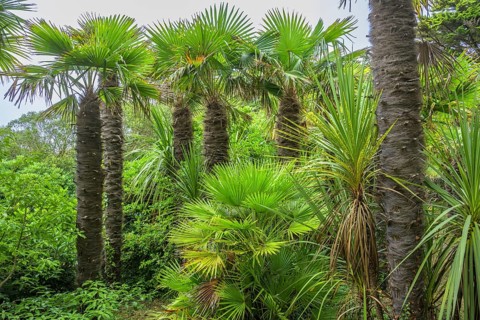 Palms, Jardin Botanique de Vauville, Beaumont-Hague, La Hague, Manche Department, France