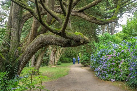 Pinus ponderosa, Jardin Botanique de Vauville, Beaumont-Hague, La Hague, Manche Department, France