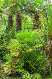 Palms, Jardin Botanique de Vauville, Beaumont-Hague, La Hague, Manche Department, France