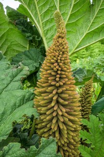 Inflorescence of mammoth leaf (Gunnera manicata), Jardin botanique de Vauville, Beaumont-Hague, La