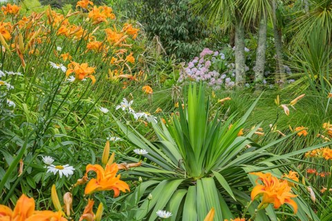 Fire lilies (Lilium bulbiferum), Jardin botanique de Vauville, Beaumont-Hague, La Hague,
