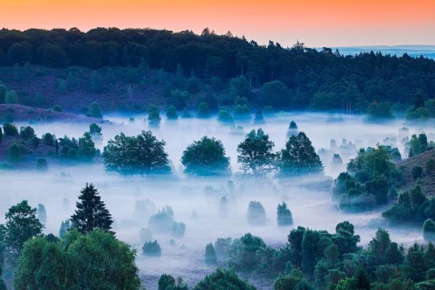 Forest and clouds of fog in Totengrund in the Lüneburger Heide, Lower Saxony, Germany