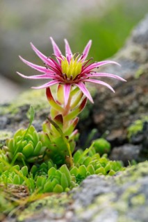 Blooming mountain houseleek