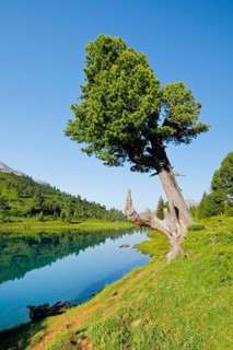 Old pine on Engstlenalp in Gental, Canton of Bern, Switzerland
