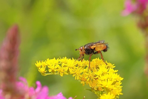 Hedgehog fly (Tachina fera), collecting nectar from a yellow flower of Solidago canadensis