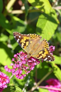 Thistle butterfly (Vanessa cardui) on a Buddleja davidii flower, Wilnsdorf, North Rhine-Westphalia,