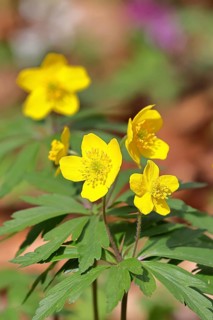 Yellow Anemone, Anemone ranunculoides, Yellow Wood Anemone, Anemone ranunculoides, in a beech