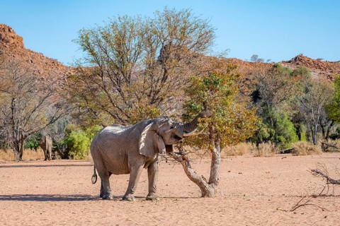 African elephant (Loxodonta africana), desert elephant in barren desert landscape, eating leaves in