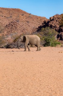 African elephant (Loxodonta africana), desert elephant in barren desert landscape, riverbed of the