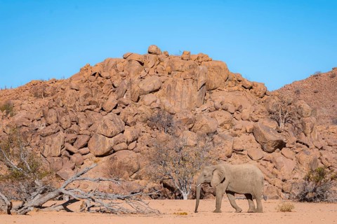 African elephant (Loxodonta africana), desert elephant in barren desert landscape, riverbed of the