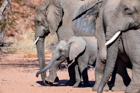 Young elephant among other elephants in the herd, African elephant (Loxodonta africana), desert